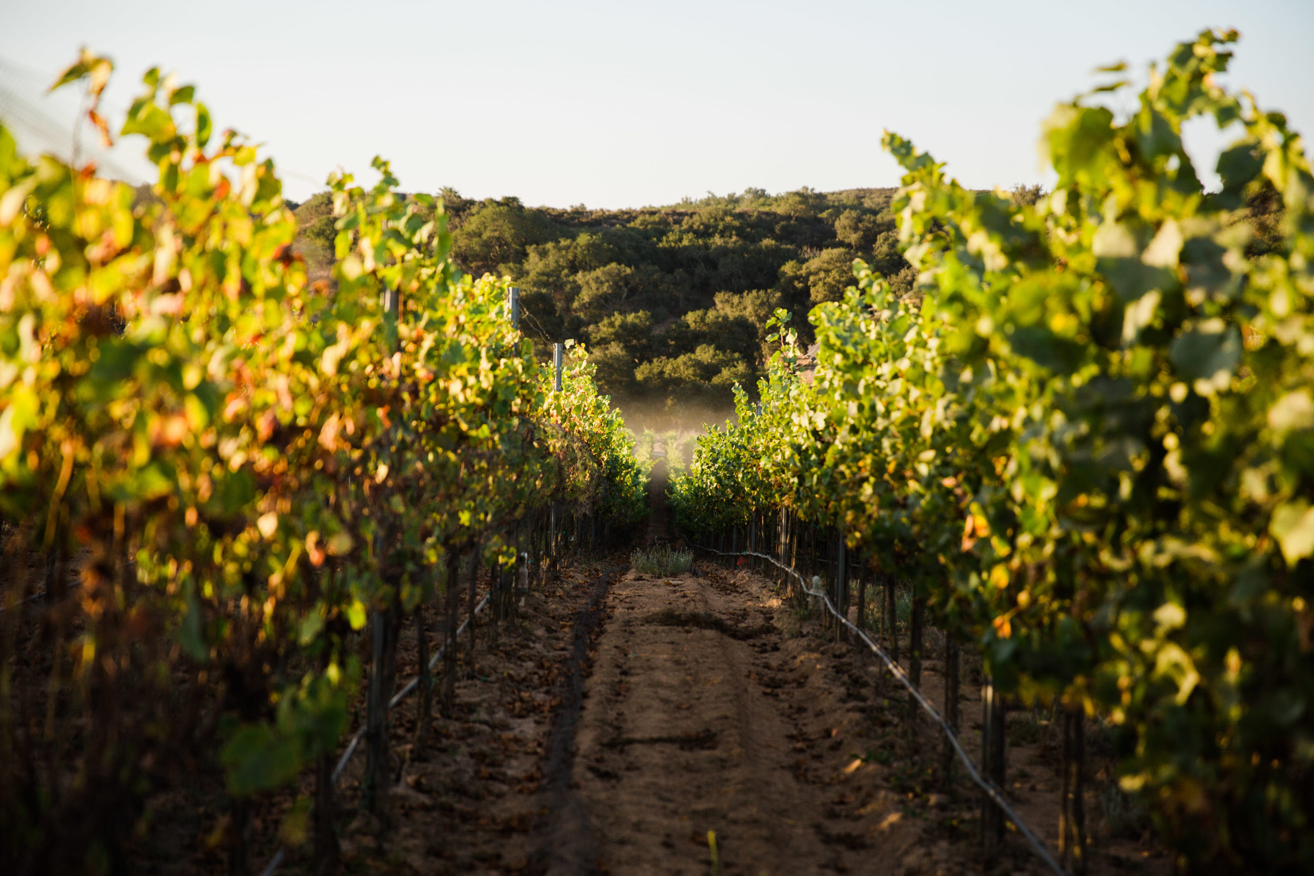 vineyards in santa maria california