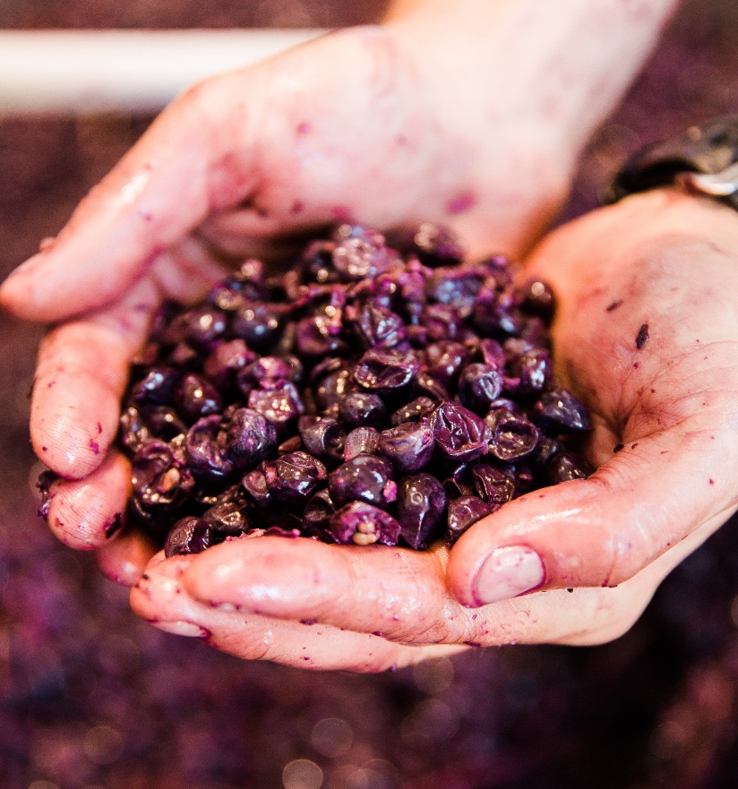 Harvest grapes at Presqu'ile Winery